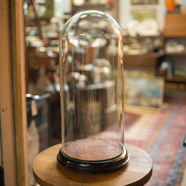 Tall Antique Specimen Dome, English, Glass, Taxidermy, Display Case, Victorian