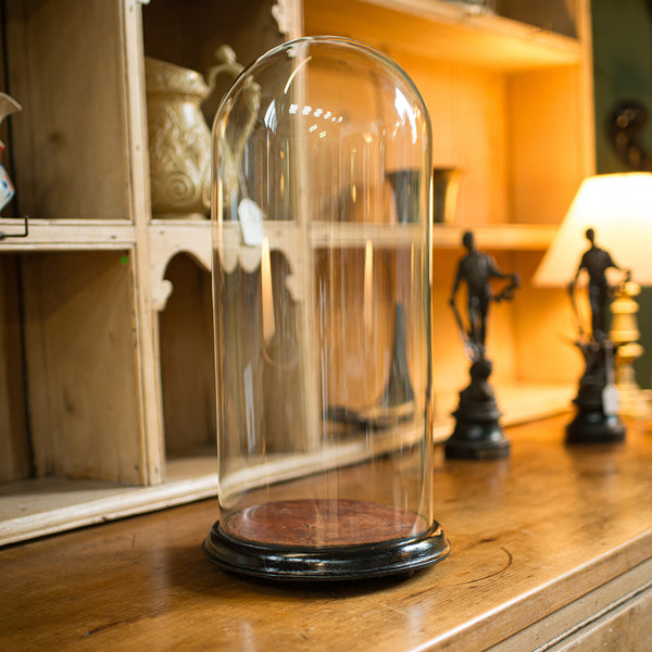 Tall Antique Specimen Dome, English, Glass, Taxidermy, Display Case, Victorian