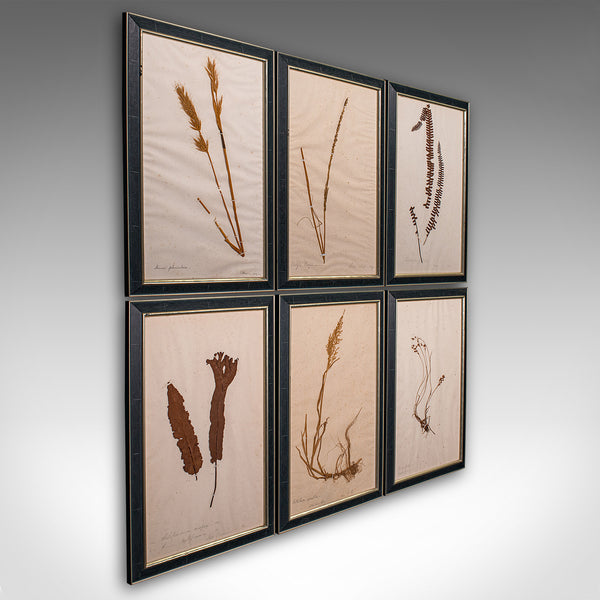 Set Of 6 Antique Botanist's Specimens, English, Framed, Dried Grasses, Victorian