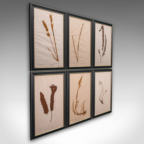 Set Of 6 Antique Botanist's Specimens, English, Framed, Dried Grasses, Victorian