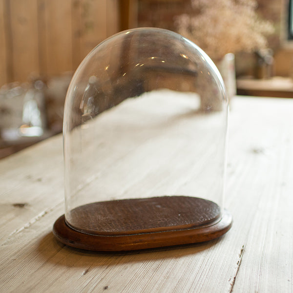 Antique Specimen Display Dome, English Glass, Collector Showcase, Late Victorian