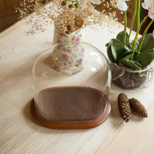 Antique Specimen Display Dome, English Glass, Collector Showcase, Late Victorian