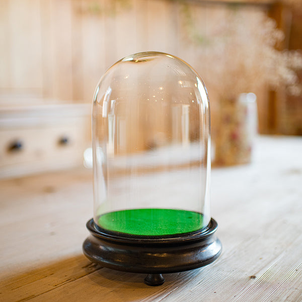 Small Antique Specimen Dome, English, Botany, Taxidermy, Display Case, Victorian