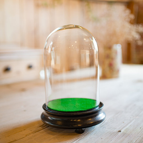 Small Antique Specimen Dome, English, Botany, Taxidermy, Display Case, Victorian