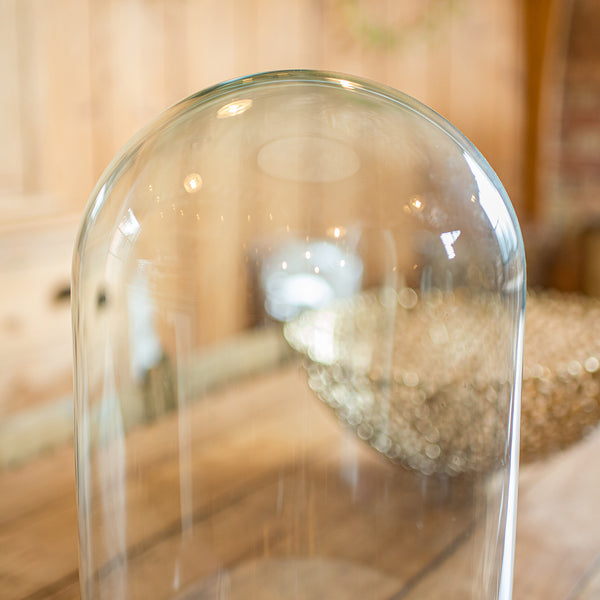 Wide Antique Taxidermy Dome, English, Glass Specimen Showcase, Victorian, C.1870