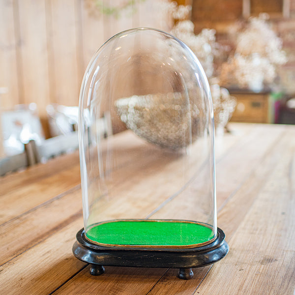 Antique Oval Collector's Dome, English, Glass Clock Case, Botany, Late Victorian