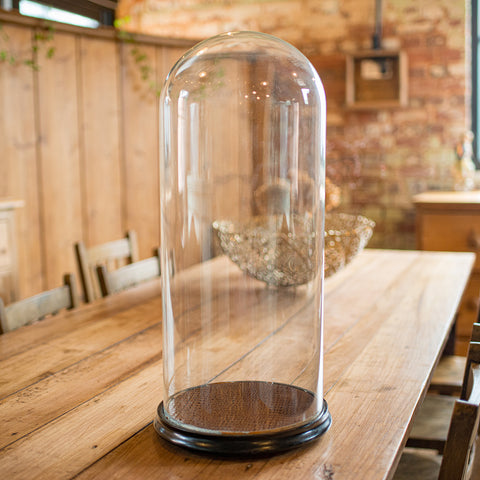 Large Antique Specimen Display Dome, English Taxidermy Showcase, Victorian, 1870