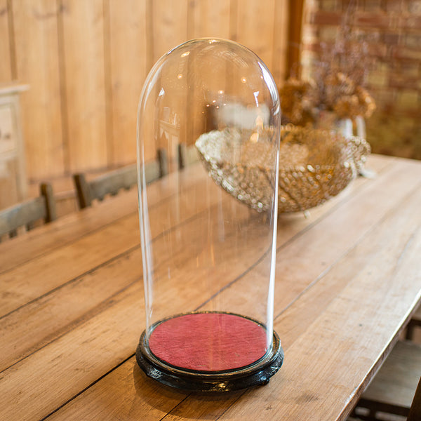 Tall Victorian Antique Collector's Dome, English Glass, Taxidermy Showcase, 1880