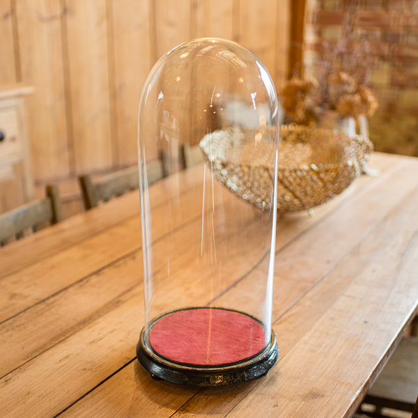 Tall Victorian Antique Collector's Dome, English Glass, Taxidermy Showcase, 1880