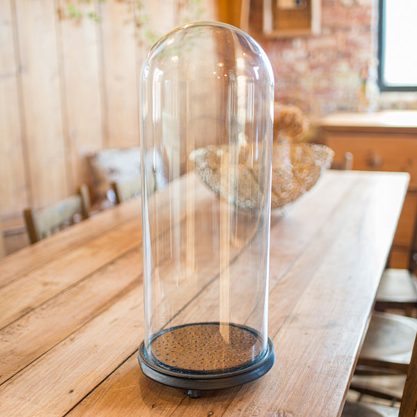 Antique Taxidermy Specimen Dome, English, Glass, Tall Showcase, Victorian, 1900