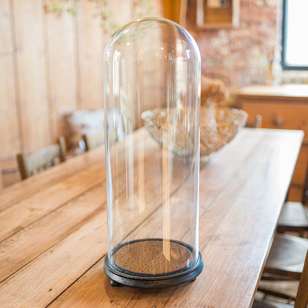 Antique Taxidermy Specimen Dome, English, Glass, Tall Showcase, Victorian, 1900