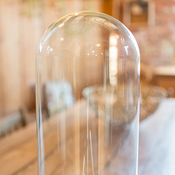 Antique Taxidermy Specimen Dome, English, Glass, Tall Showcase, Victorian, 1900