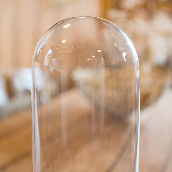 Antique Large Display Dome, English, Taxidermy, Specimen Showcase, Victorian