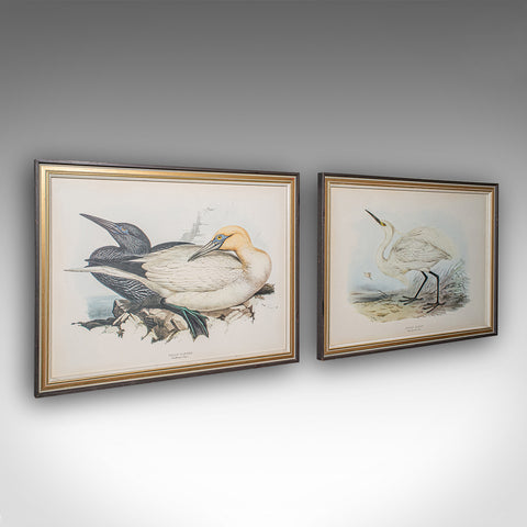 Pair Of Antique Bird Prints, English, Framed, Art, Picture, Nature, Edwardian