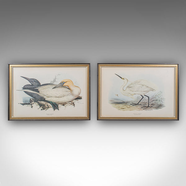 Pair Of Antique Bird Prints, English, Framed, Art, Picture, Nature, Edwardian