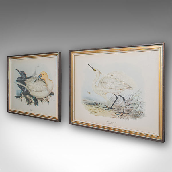 Pair Of Antique Bird Prints, English, Framed, Art, Picture, Nature, Edwardian