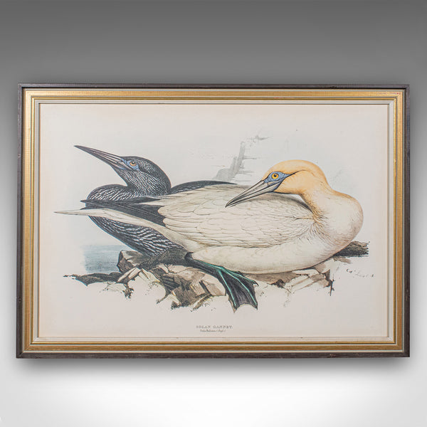 Pair Of Antique Bird Prints, English, Framed, Art, Picture, Nature, Edwardian