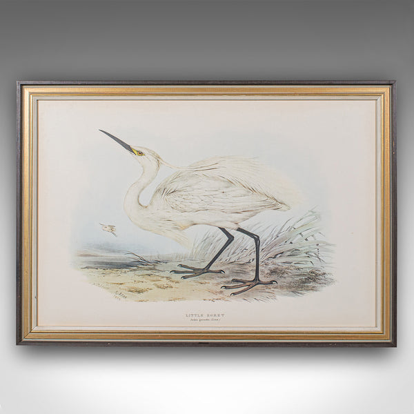 Pair Of Antique Bird Prints, English, Framed, Art, Picture, Nature, Edwardian