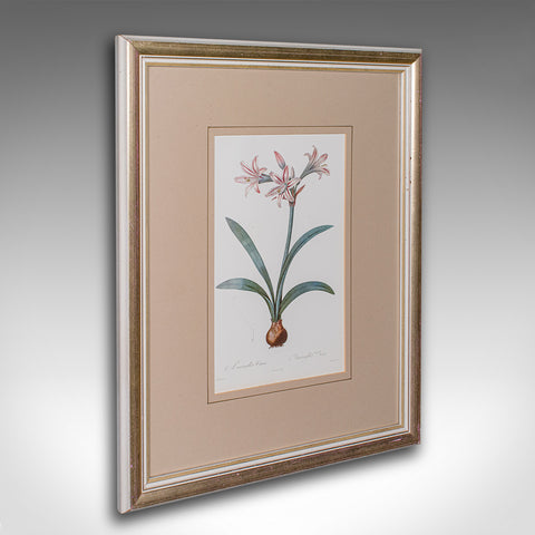 Vintage Botanical Print, English, Framed Engraving, Georgian Revival, Circa 1990