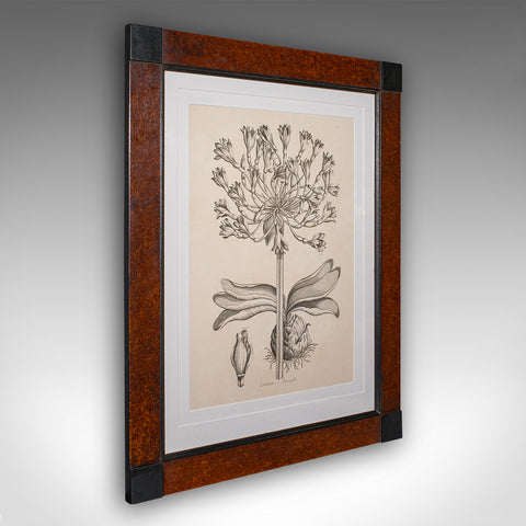 Vintage Framed Botanical Print, English, Nature Lithography, Amaryllis Study