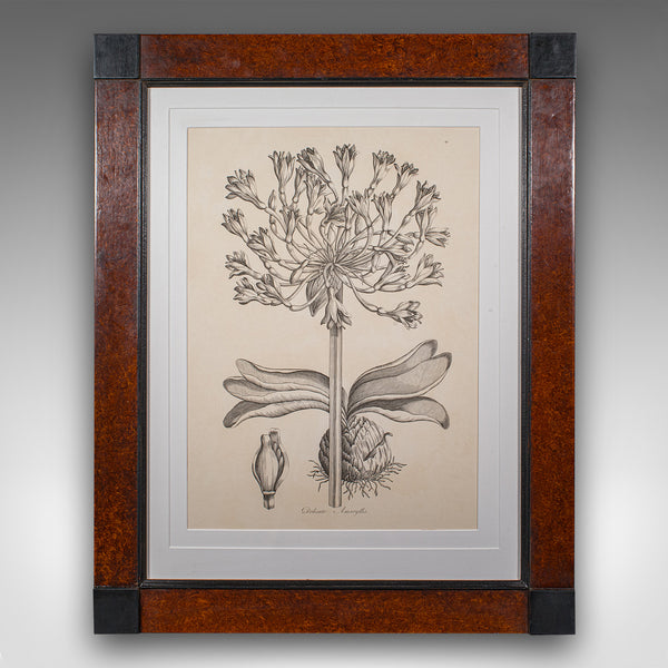 Vintage Framed Botanical Print, English, Nature Lithography, Amaryllis Study