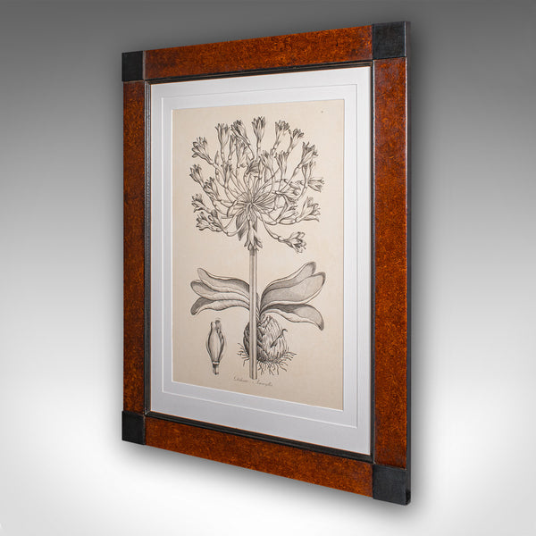 Vintage Framed Botanical Print, English, Nature Lithography, Amaryllis Study