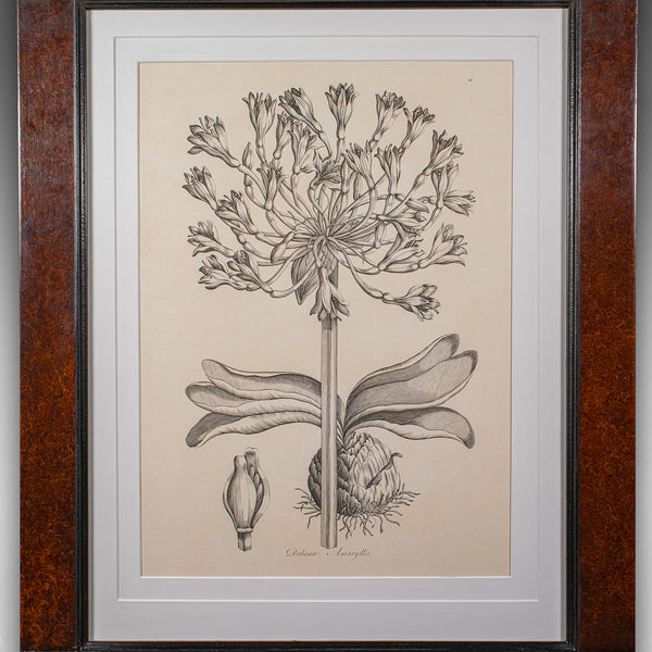 Vintage Framed Botanical Print, English, Nature Lithography, Amaryllis Study