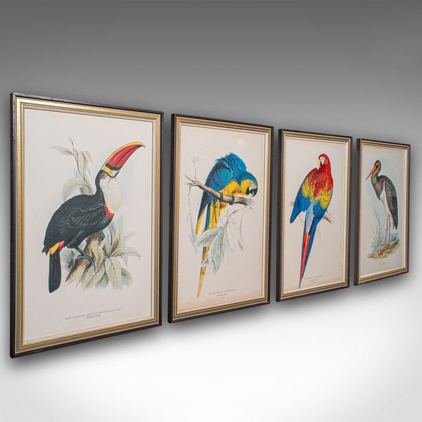 4 Antique Exotic Bird Prints, English, Framed Art, Avian Pictures, Edwardian