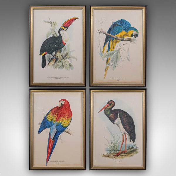 4 Antique Exotic Bird Prints, English, Framed Art, Avian Pictures, Edwardian