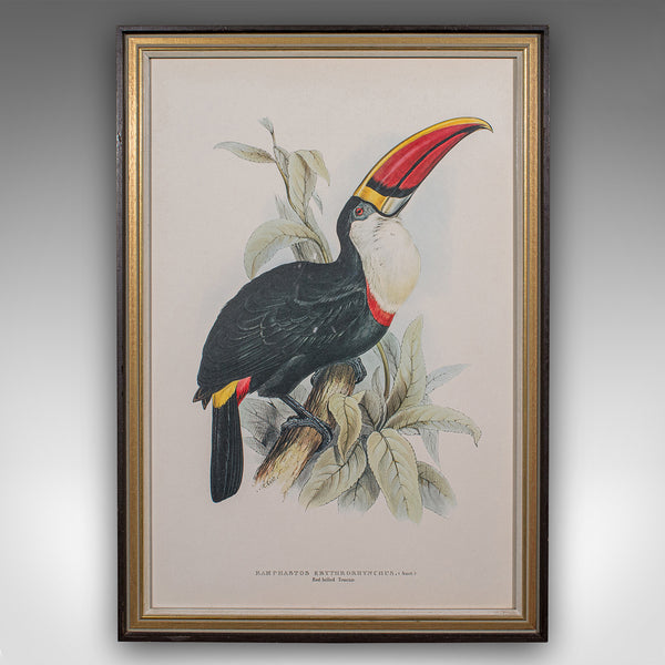 4 Antique Exotic Bird Prints, English, Framed Art, Avian Pictures, Edwardian