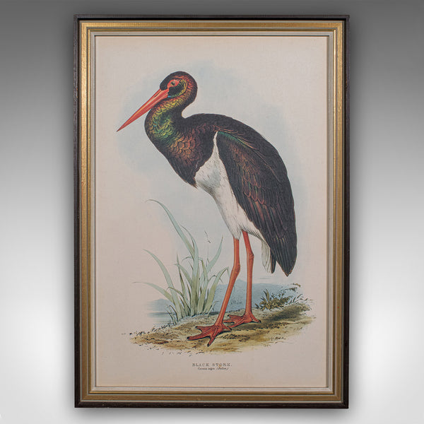 4 Antique Exotic Bird Prints, English, Framed Art, Avian Pictures, Edwardian