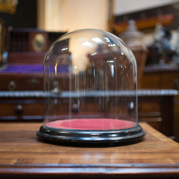 Antique Taxidermy Display Dome, Glass, Showcase, Davis & Co, Bristol, Victorian
