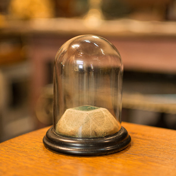 Small Antique Display Dome, English, Taxidermy, Specimen, Showcase, Victorian