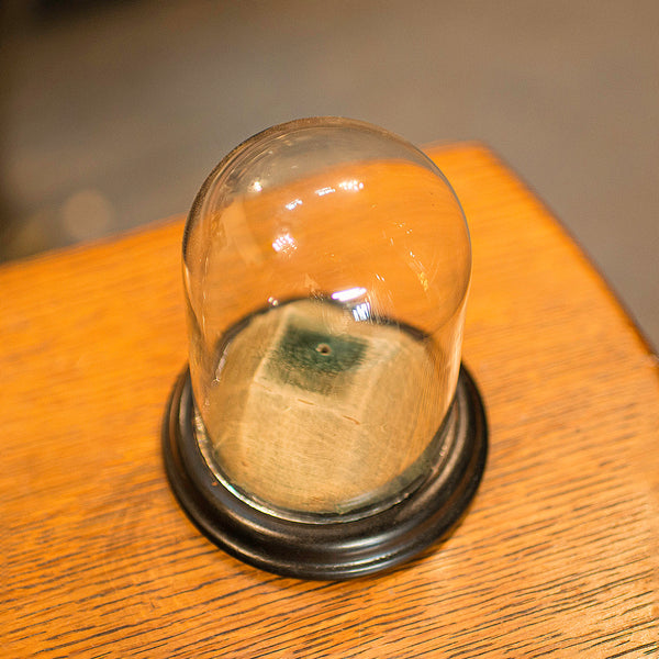 Small Antique Display Dome, English, Taxidermy, Specimen, Showcase, Victorian