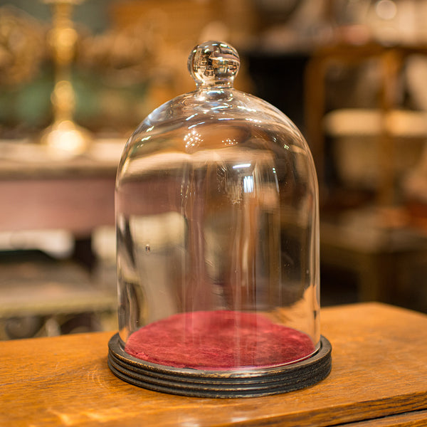 Antique Display Dome, English, Glass, Showcase, Taxidermy Case, Edwardian, 1910