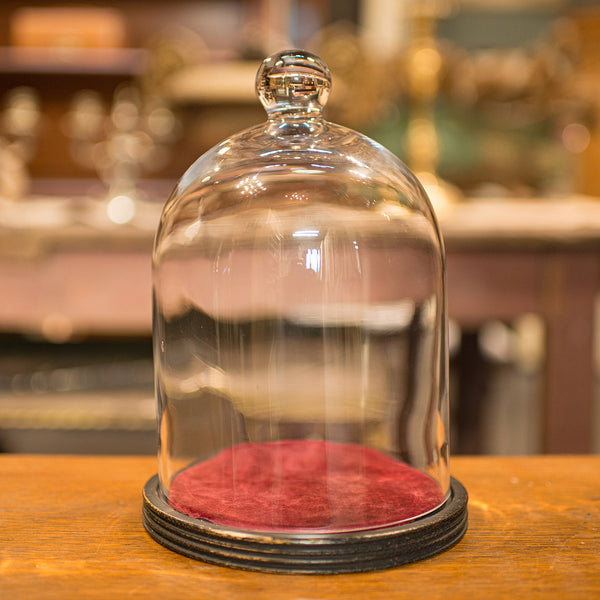 Antique Display Dome, English, Glass, Showcase, Taxidermy Case, Edwardian, 1910