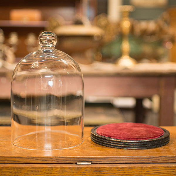 Antique Display Dome, English, Glass, Showcase, Taxidermy Case, Edwardian, 1910