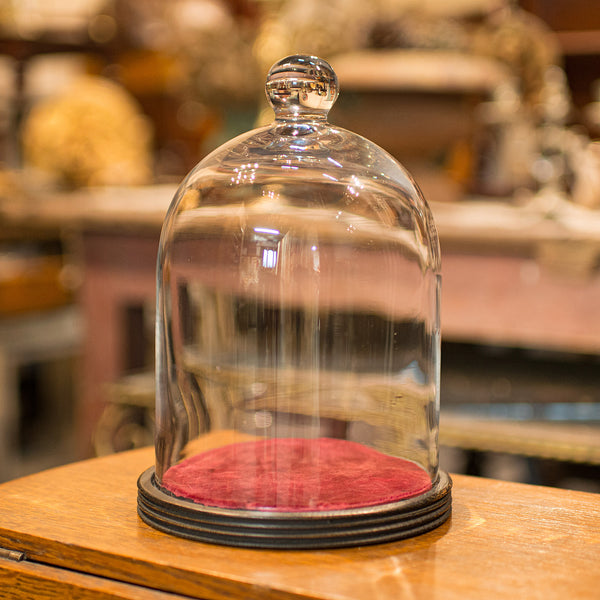 Antique Display Dome, English, Glass, Showcase, Taxidermy Case, Edwardian, 1910